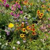 Annuals for Sun Mixture