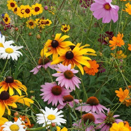 Cut Flower Mixture