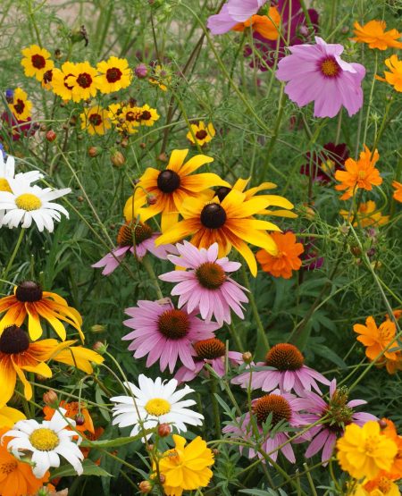 Cut Flower Mixture