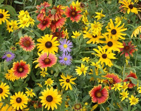 Mountain Native Wildflower Mix