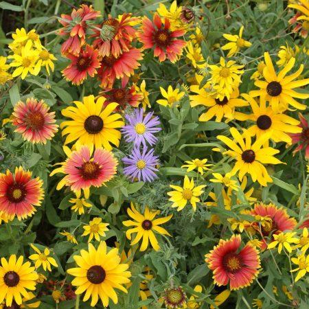 Mountain Native Wildflower Mix