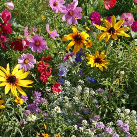 Cottage Garden Mixture