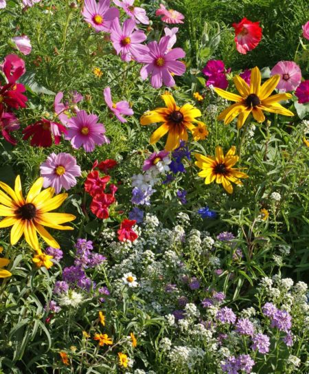 Cottage Garden Mixture