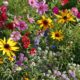 Cottage Garden Mixture