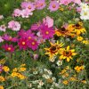 Cottage Garden Mixture