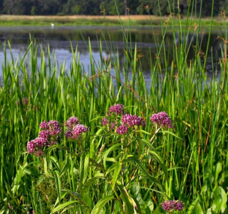 Detention Basin Mix