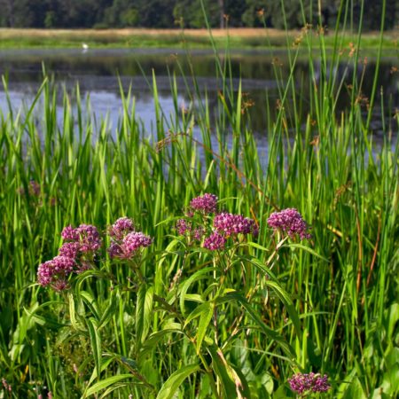 Wetland Seed Mixes