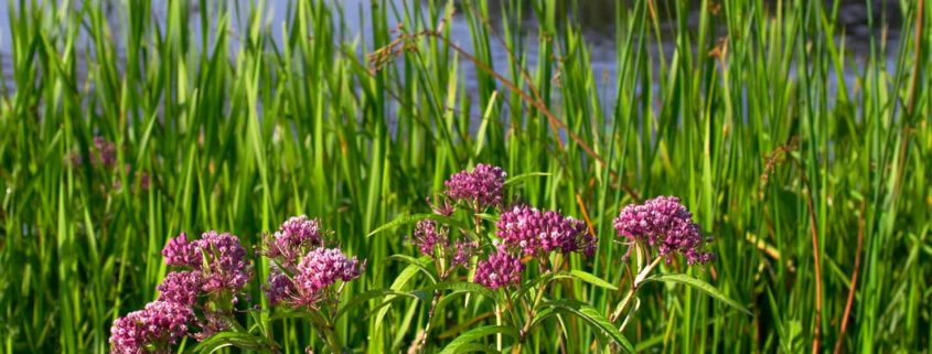 Detention Basin Mix