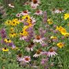 Eastern Pollinator Seed Mix