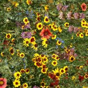 Eastern Pollinator Seed Mix