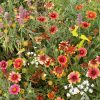 Eastern Xeriscape Mix