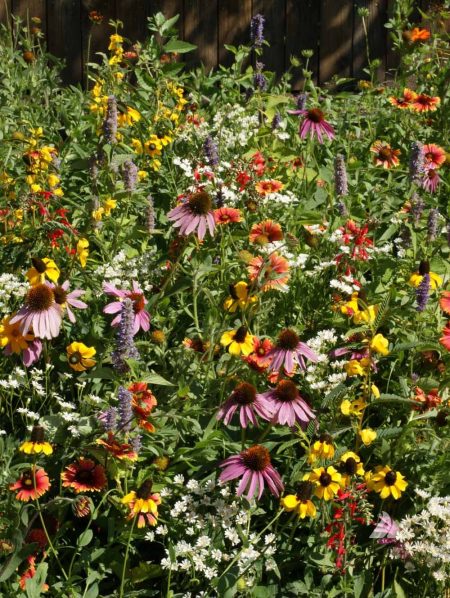 Xeriscape Seed Mix for the Eastern U.S.