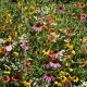 Xeriscape Seed Mix for the Eastern U.S.