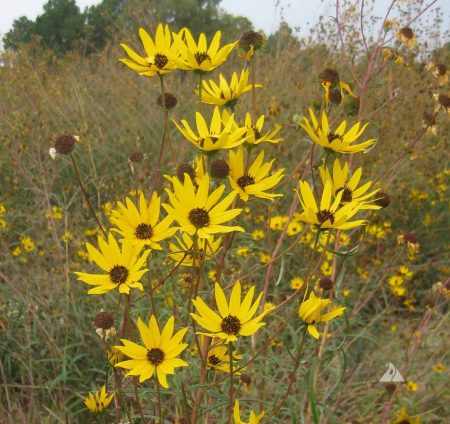 Swamp Sunflower