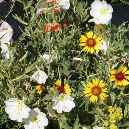 Intermountain Native Wildflower Mix