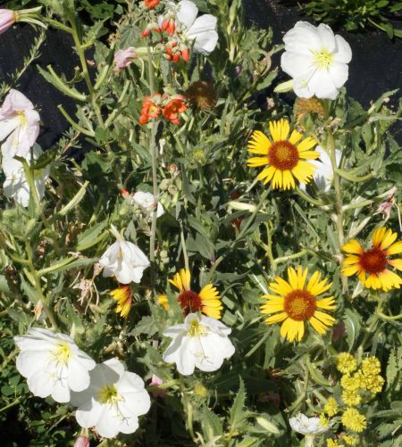 Intermountain Native Wildflower Mix