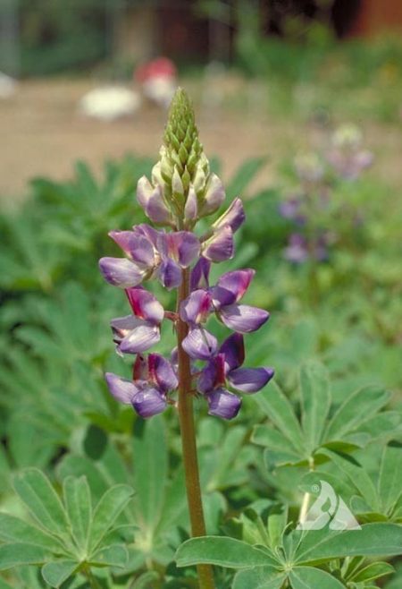 Lupine, Arroyo