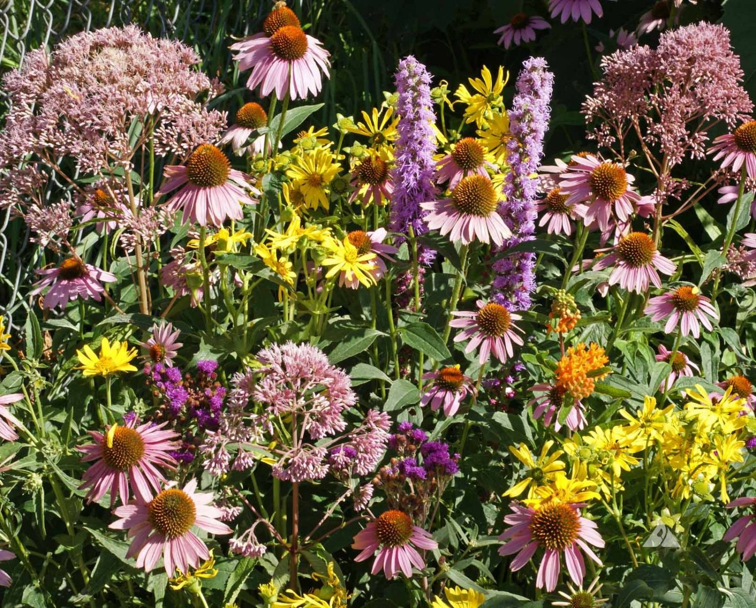 Native Flower Seed Mix for Monarchs