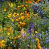 Mountain Wildflower Mix