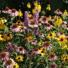 Midwest Native Wildflower Mix