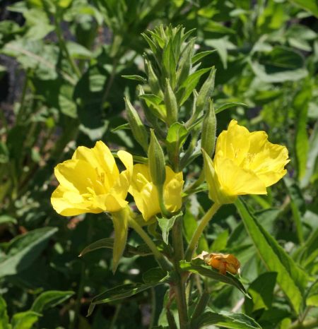 Evening Primrose