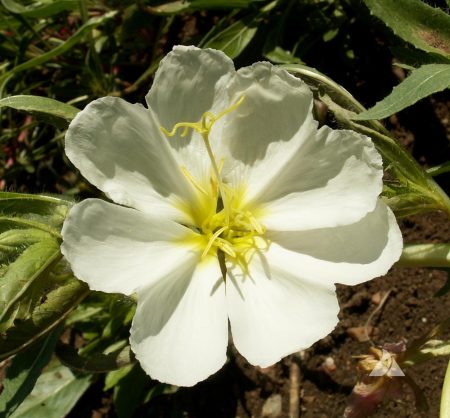 Evening Primrose, Pale