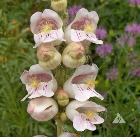 Penstemon, Palmer