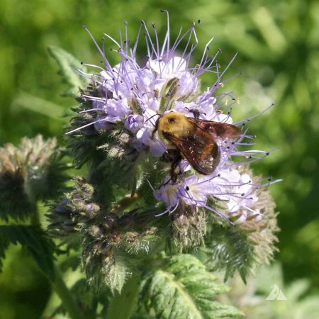 Lacy Phacelia