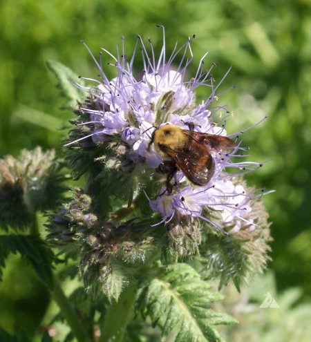 Lacy Phacelia