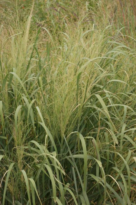 Switchgrass Kanlow