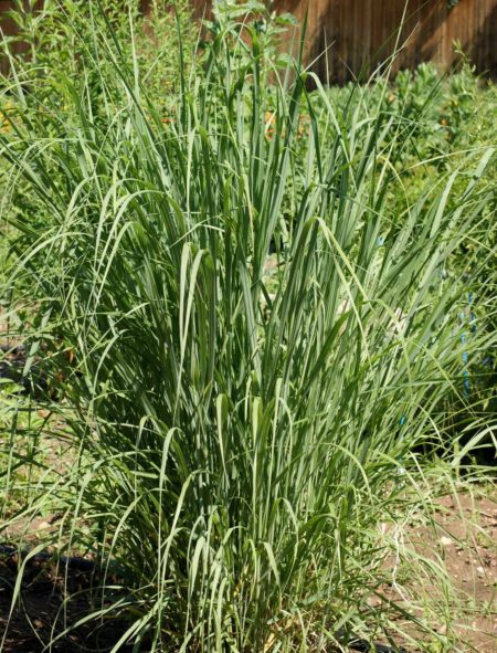 Switchgrass Sunburst