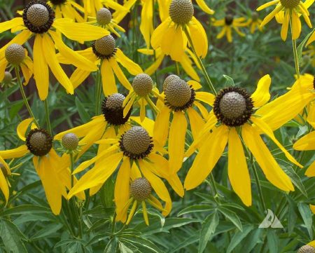 Coneflower, Grey-Headed