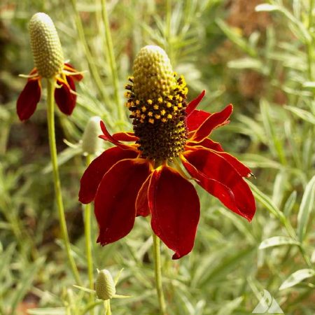 coneflower dwarf red