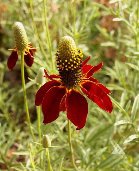 coneflower dwarf red