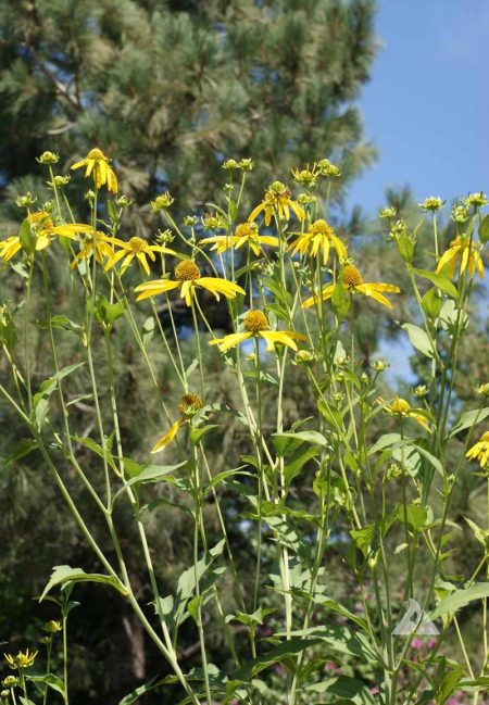 Coneflower, Cutleaf