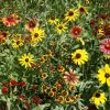 Short Prairie Flower Mixture