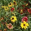 Short Prairie Flower Mixture