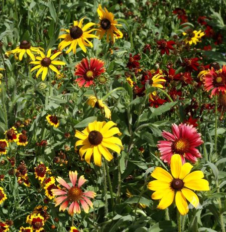 Short Prairie Flower Seed Mixture Short Prairie Flower Mixture