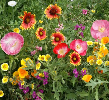 Southwest Wildflower Mix