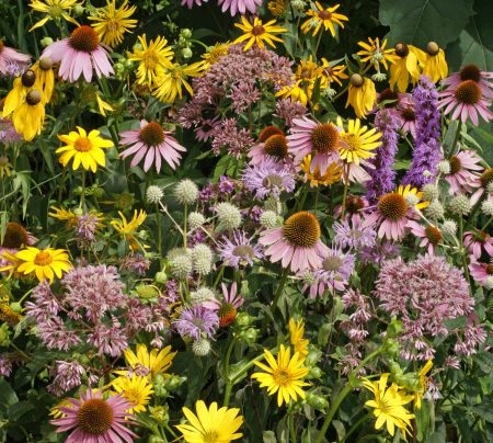 Tall Prairie Flower Mixture