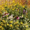 Tall Prairie Flower Mix