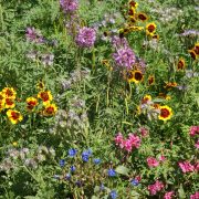 Western Pollinator Seed Mix