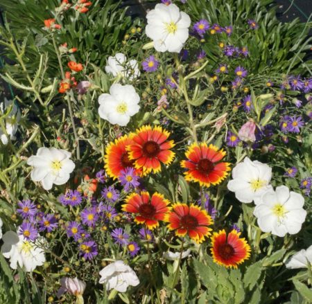 Xeriscape Mixture for the Western U.S.