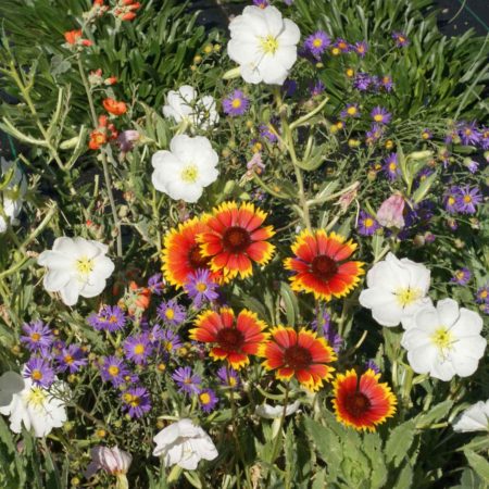 Xeriscape Mixture for the Western U.S.