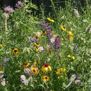 Foothills Pollinator Seed Mix