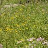 High Mountain Pollinator Seed Mix