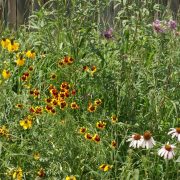 High Plains Pollinator Seed Mix