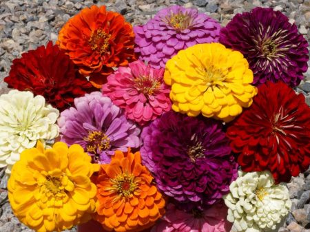 Zinnia ‘Dahlia Flowered Mix’