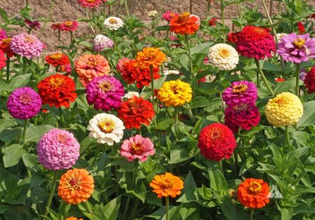 Zinnia ‘Pumila Mix’