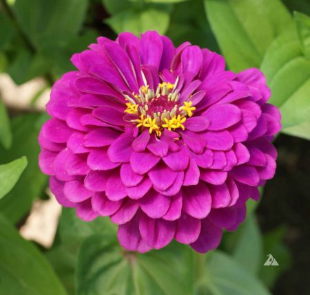 Zinnia ‘Purple Prince’